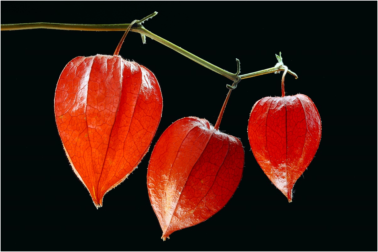 IMAGE: http://img113.xooimage.com/files/0/d/6/img_3221-58787f5.jpg